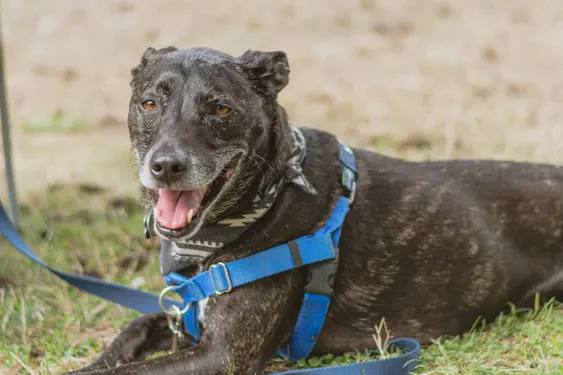 adult senior black mutt dog sitting in the grass outside