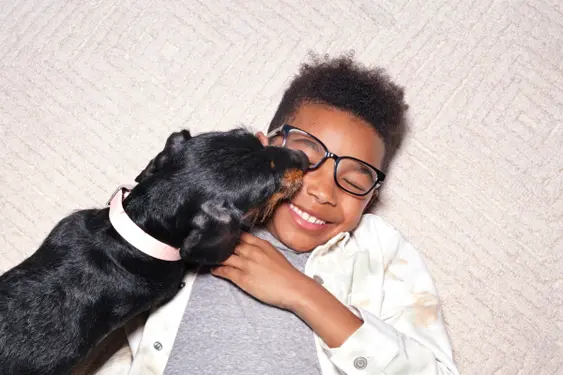 Dachshund licking a child's face