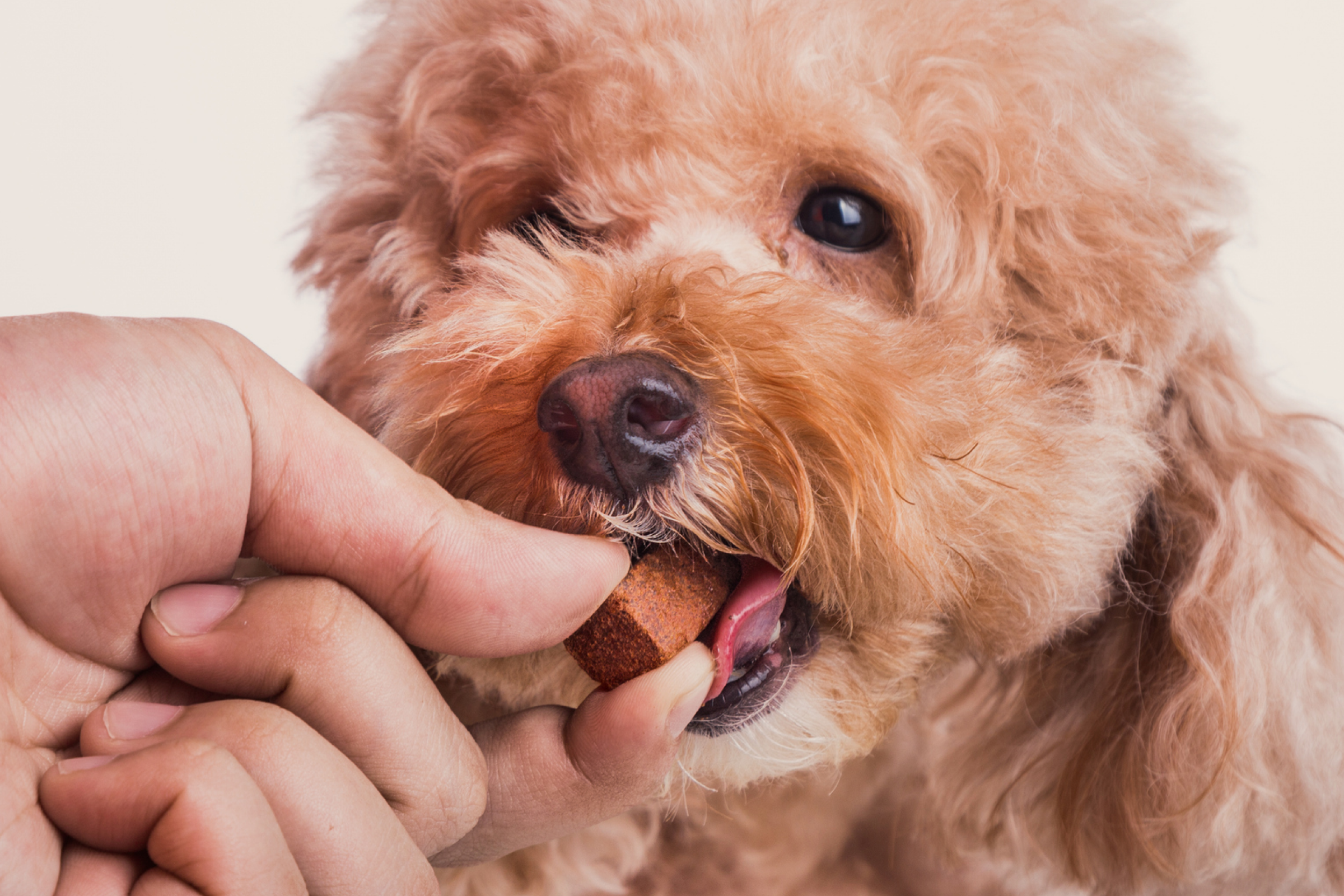 A hand feeding a square brown tablet to a curly haired dog