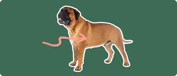 a Bullmastiff cut out with white outline on a green background with a pink arrow pointing toward it's chest