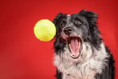 Dog catching a tennis ball