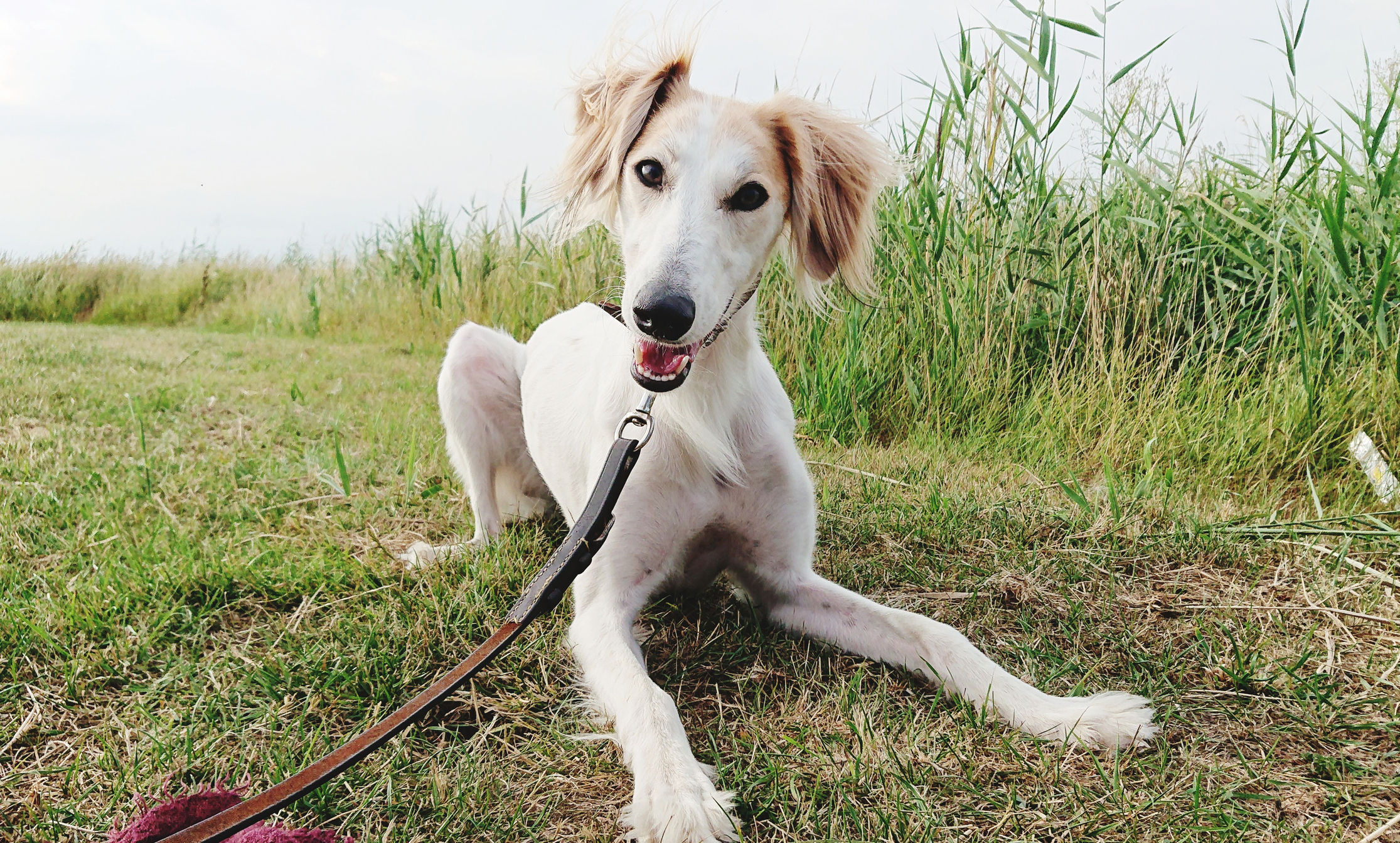 A light brown, blonde Saluki smiles into the camera while sitting in some grass, they have a red leash on