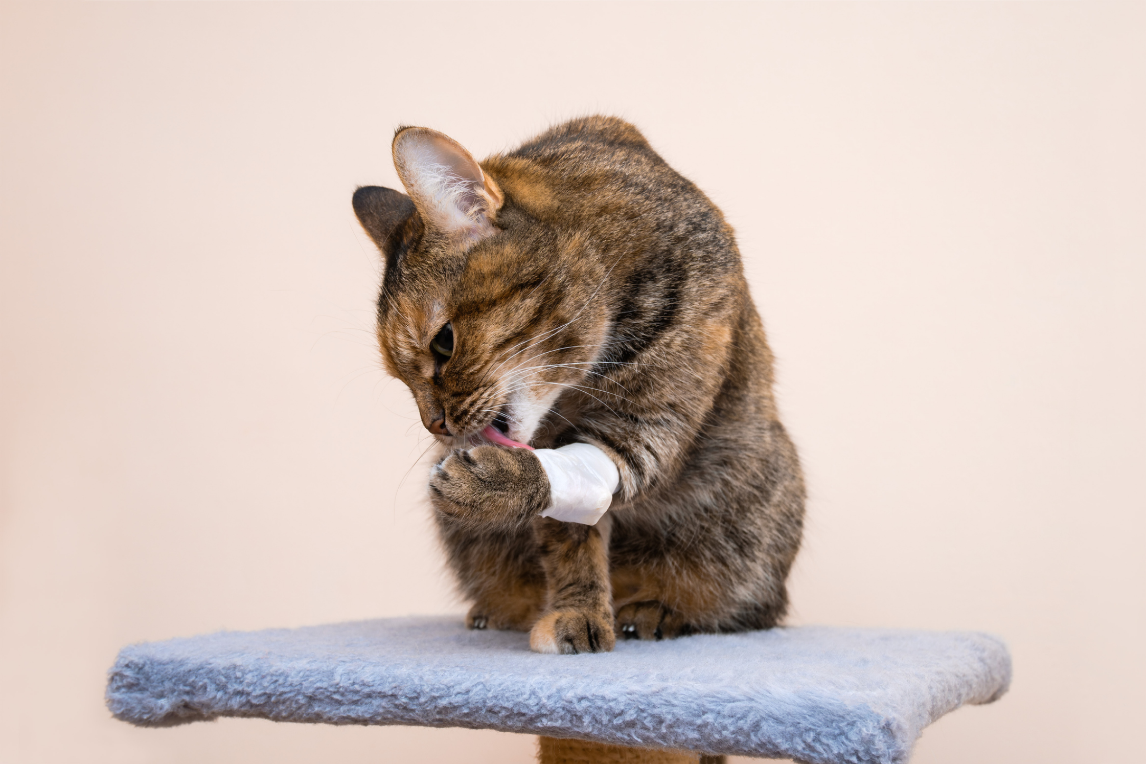 Cat on light pink background licking a bandage on it's paw