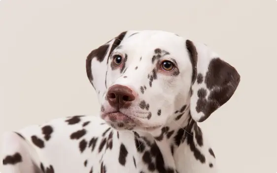 Dalmatian
