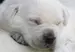 Puppies sleeping