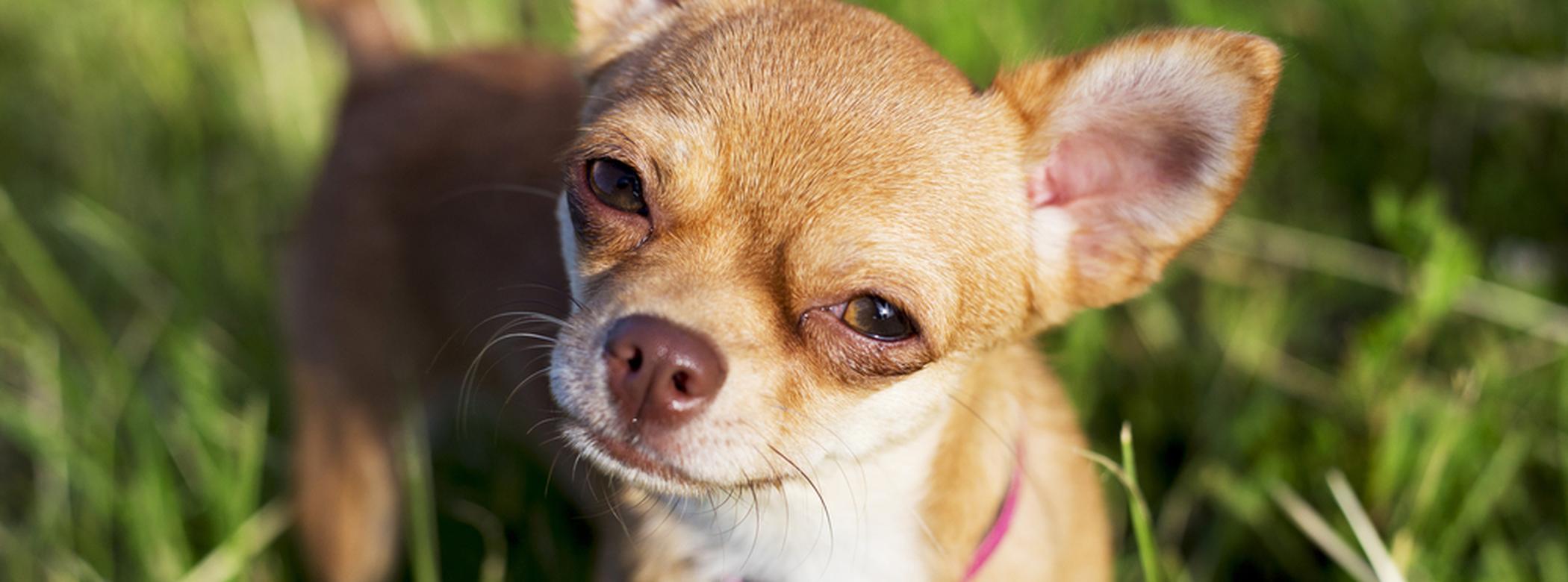 Fawn coloured Chihuahua in the grass