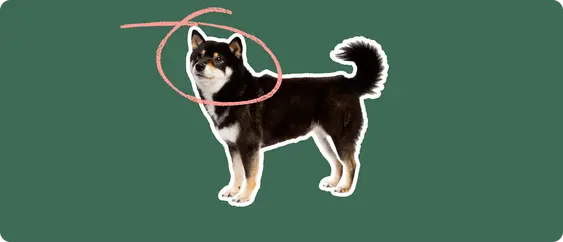 Shiba Inu