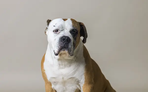 American Bulldog