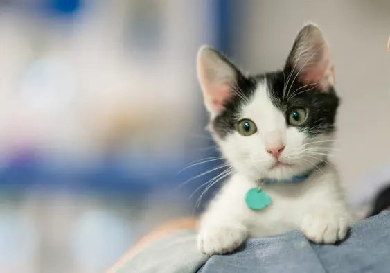 black and white kitten with green eyes and teal colored tag looking over new owners shoulder