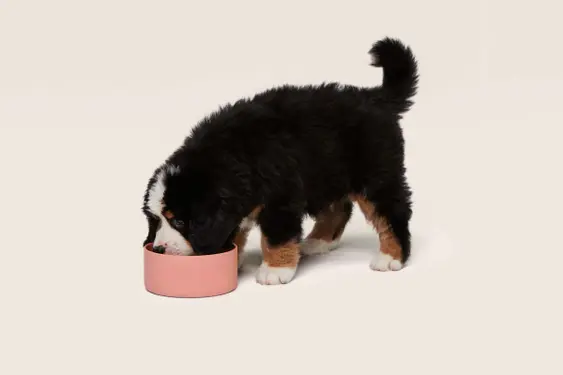 Bernadoodle puppy eating food out of pink bowl