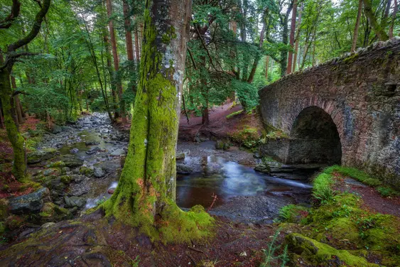 Image of a river going through Tollymore National Park