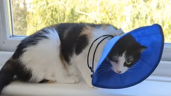 KVP EZ Soft Collar cat