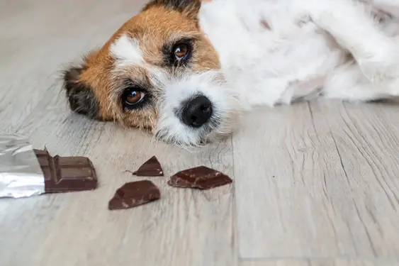 Dog laying on the floor next to opened chocolate bar
