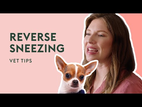 Is My Dog Choking, or is it Reverse Sneezing? | Vet Tips