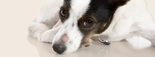 Dog with ringworm on his nose