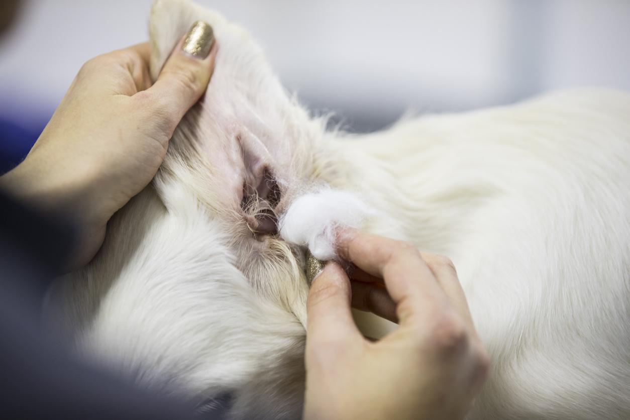 Close-up of Pet Groomer Cleaning Inside of White Dog's Ears