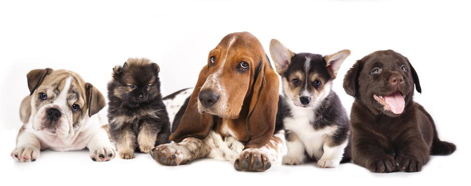 Group of dogs