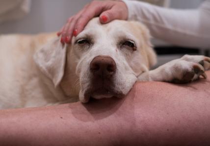 An elderly Labrador