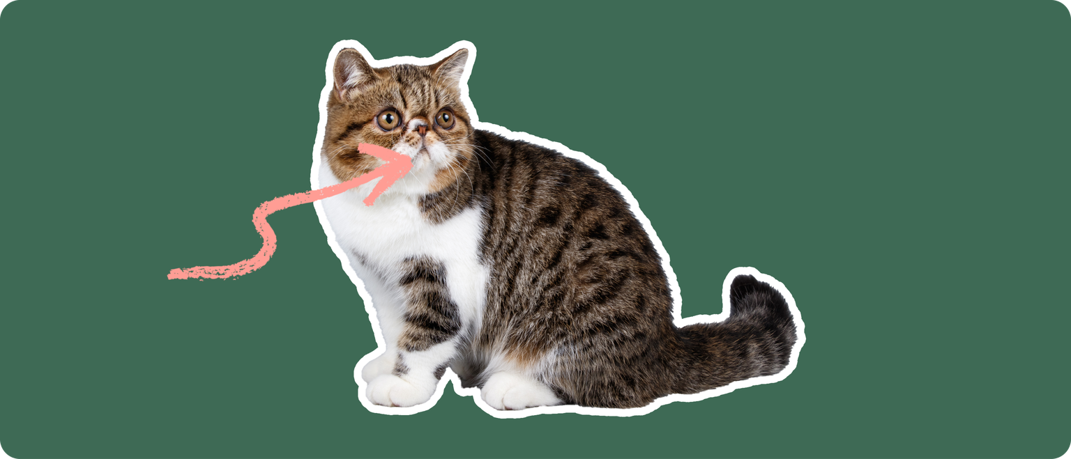 An exotic shorthair cat cut out with a white stroke, on a green background, with a pink arrow pointing at it's mouth