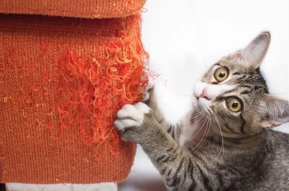 Image of a grey cat scratching an orange-red sofa