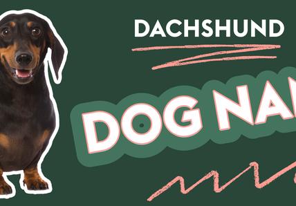 The image features a dachshund dog on the left side with the text "Dachshund Dog Names" in bold letters on the right. The background is dark green, and the text is accented with pink highlights and squiggly lines for emphasis.