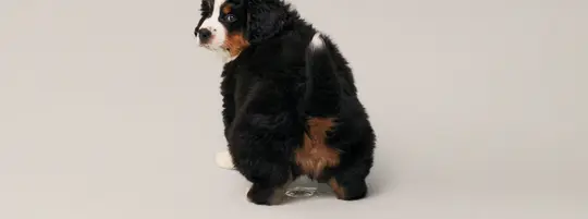 Puppy peeing on the floor
