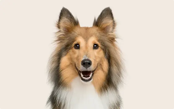 Sheltie