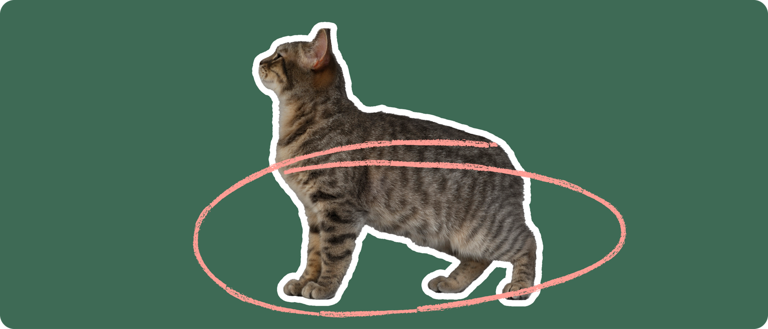 A brown manx cat with no tail, cut out with a white outline, with a pink circle around it's lower body and legs, on a solid green background