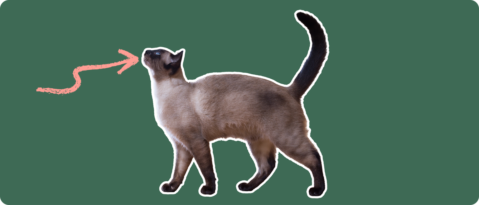 Siamese
