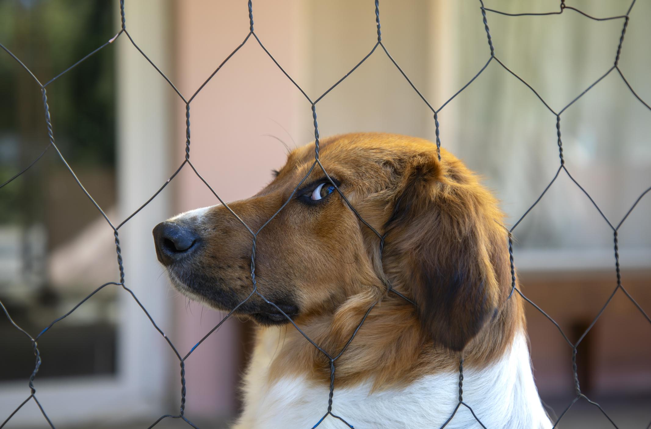 Kooikerhondje dog behind wires