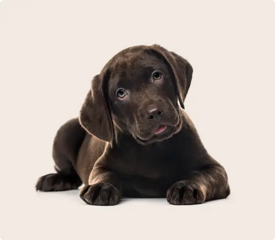 lab