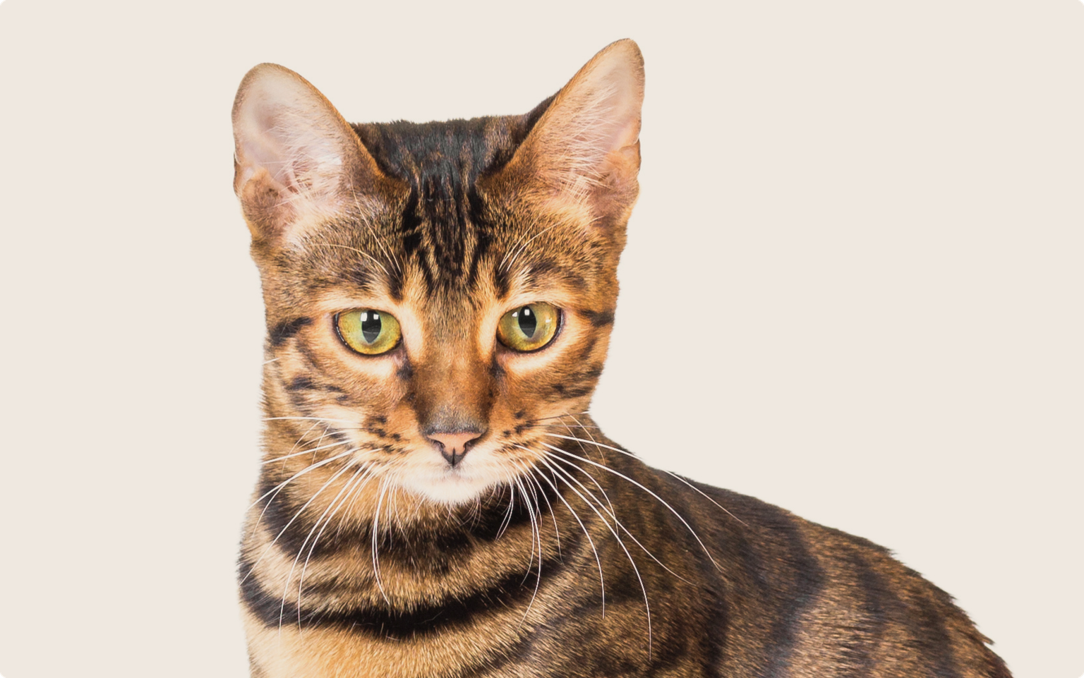 Close up of a Toyger cat on a beige background