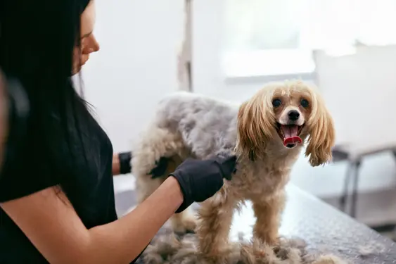 poodle mix being shaved by groomer