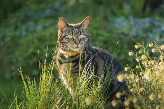 Brown, striped cat with a yellow collar sitting outdoors in the sun amongst grass