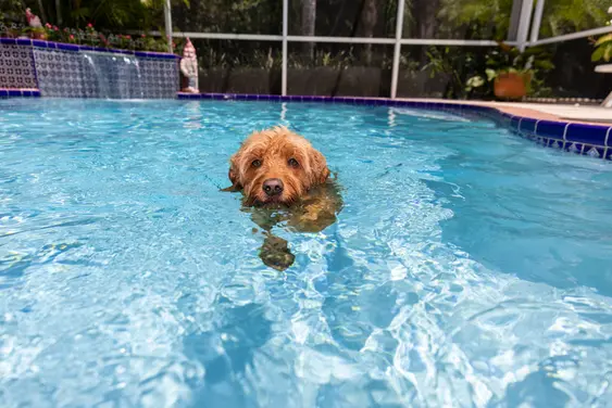 Miniature golden doodle swimming in salt water pool