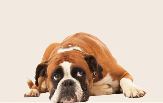 Brown English Bulldog lying down looking up into the camera