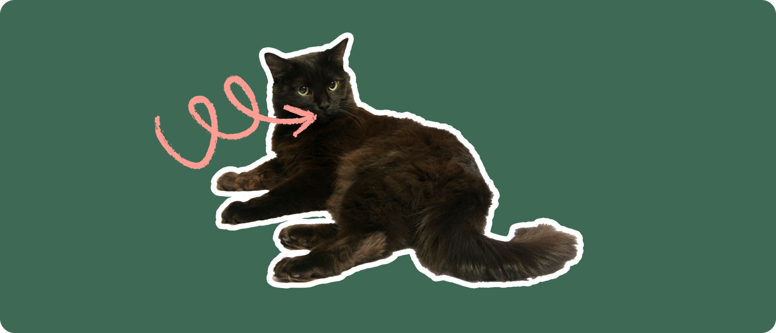 A furry black cat cut out with a white outline, with a pink arrow pointing to it's mouth, on a solid green background