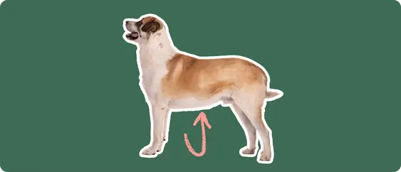 A Great Pyrenees cut out with a white outline, with a pink arrow pointing to it's stomach, on a solid green background
