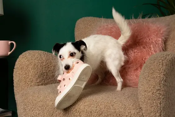 puppy with black ears and white body with a pink shoe in its jaws