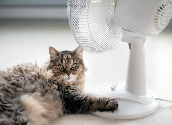 Senior tabby cat with paw on base of white fan