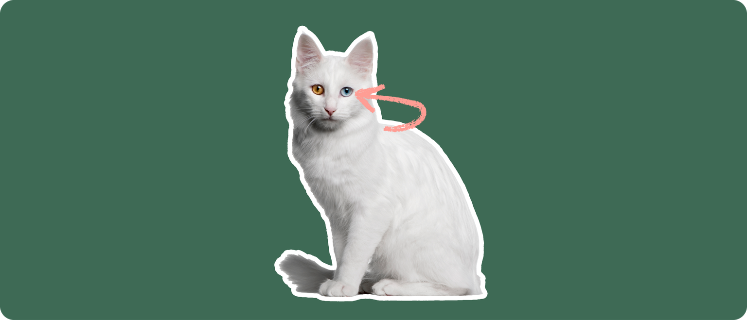A white Turkish Angora cat with one brown eye and one blue eye, cut out with a white outline, with a pink arrow pointing to it's eye, on a solid green background