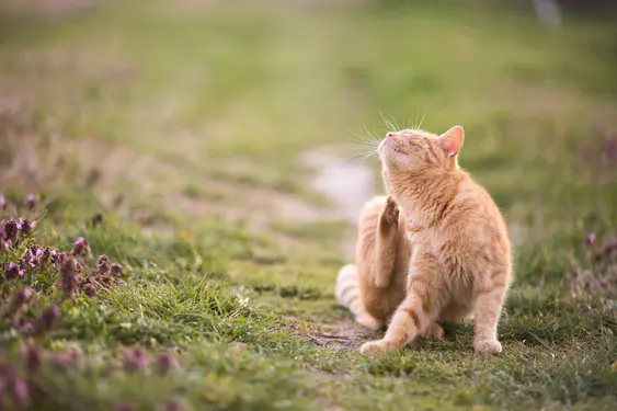 A ginger cat scratches themselves while sitting outdoors