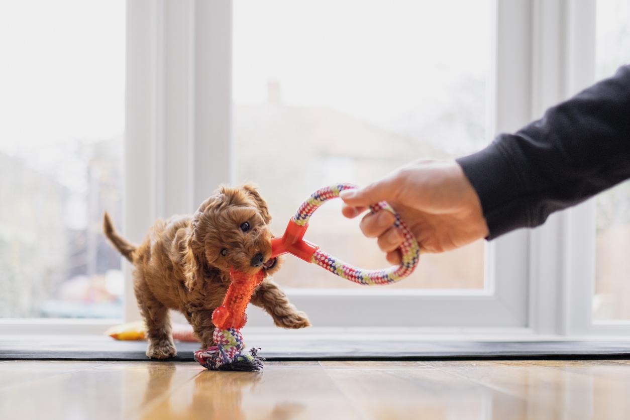 Cavapoo puppy