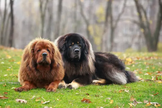 Tibetan Mastiffs