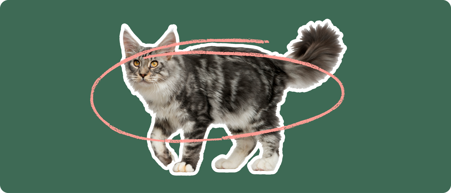 A Maine Coon cat with a pink loop drawn around its body, indicating a focus on the cat's midsection to discuss obesity concerns in this breed.