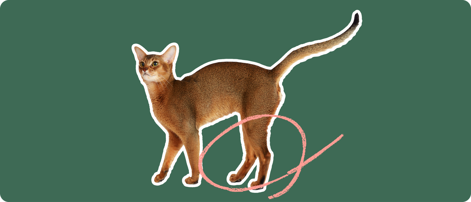 An orange-brownAbyssinian cat on a green background with a pink circle around it's back legs