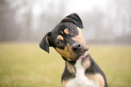 Image of a black-and-brown dog with a pink collar tilting its head
