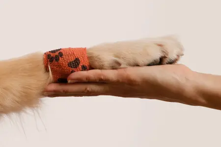 Image of a brown dog resting an injured paw on a person's hand
