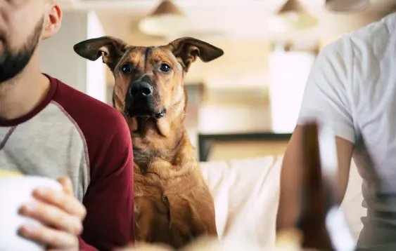 A brown dog watches the TV with two people, the camera is facing the dog's face