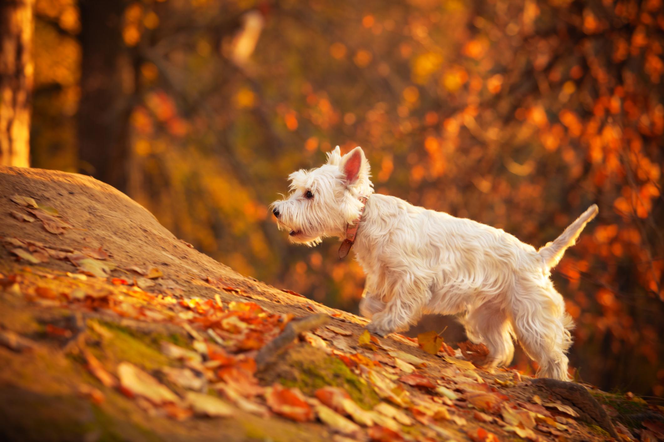 A West Highland Terrier walks through an autumnal woodland